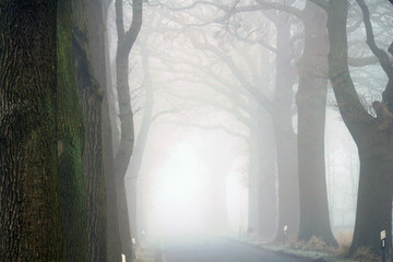 Baumallee mit Landstrasse im Nebel
