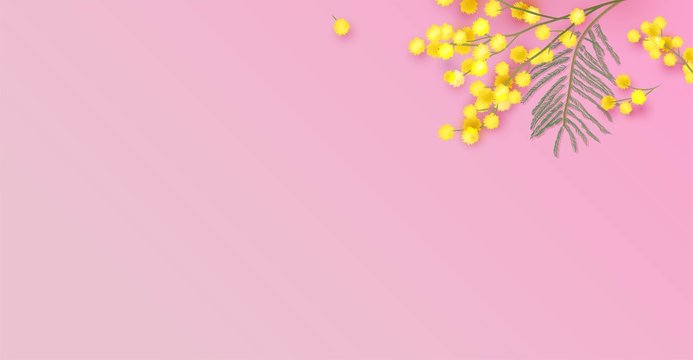 Mimosa flowers on pink background. Vector illustration