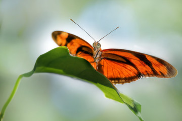 Dryas julia, Passionsfalter, Heliconiafalter, Panorama