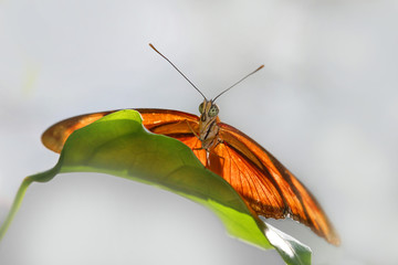 Dryas julia, Passionsfalter, Heliconiafalter, Panorama