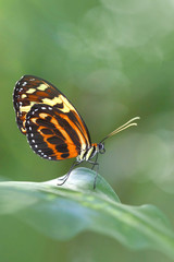 Eueides Isabella butterflies