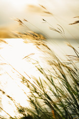 grass flower with bokeh and sunset light.