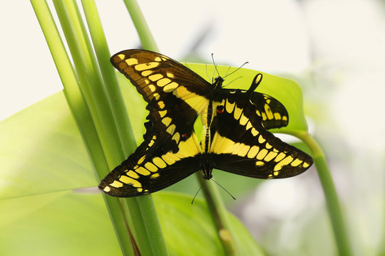 Papilio cresphontes Kopulation auf gr&uuml;nem Blatt