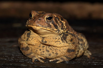 An American Wood Toad hunting insects at night.