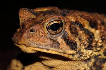 An American Wood Toad hunting insects at night.