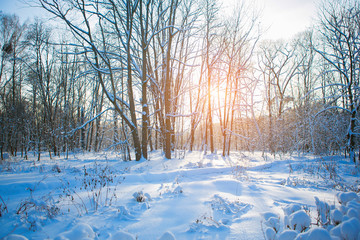 Winter snow-covered forest on a clear sunny day