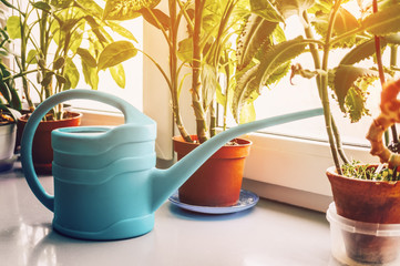 Watering vegetable seedlings and house plants with a watering can, growing on the windowsill in the house. Soft focus.