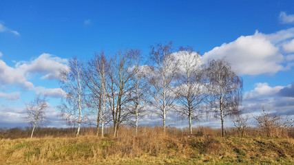 A landscape with birch trees in a rural area of Berlin at a sunny winter day