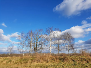 A landscape with birch trees in a rural area of Berlin at a sunny winter day