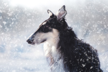 Fototapeta premium Portrait of the Russian borzoi dog on the winter background