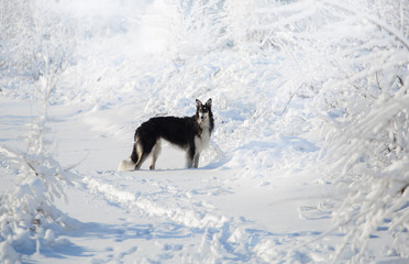 Black and white hunting dog stands in the snow on the white winter background