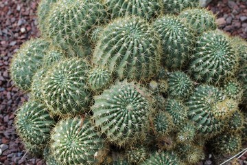 Echinocactus Grusonii in the garden