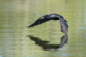 Double-crested Cormorant Gliding Above The Water