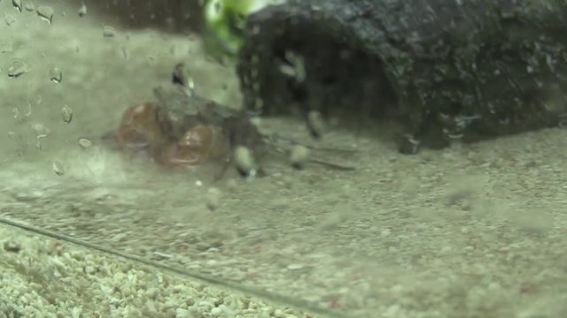 Fiddler crab in the aquarium
