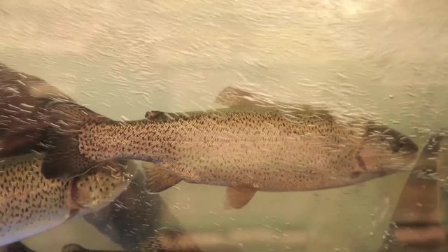 trout in the supermarket