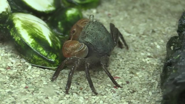 Fiddler crab in the aquarium