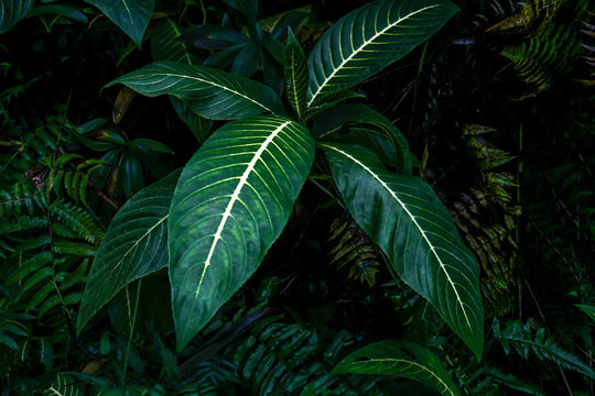 Fototapeta Tropical Green