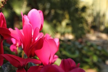 Fototapeta premium Pink Cyclamen flower in the garden