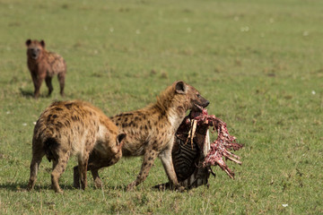 a hyena walks across the grasslands of the Maasai Mara, Kenya with its share of the spoils