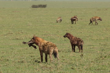 Fototapeta premium a hyena walks across the grasslands of the Maasai Mara, Kenya with its share of the spoils