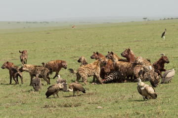 hyenas dividing the carcass of a dead zebra on the grasslands of the Maasai Mara, Kenya