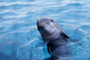 Delfino