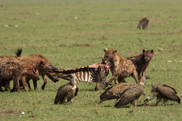 Naklejka na ściany i meble hyenas dividing the carcass of a dead zebra on the grasslands of the Maasai Mara, Kenya