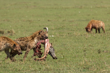 a hyena struts across the grasslands of the Maasai Mara with its share of the kill