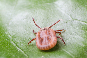 The tick is sitting on a green leaf