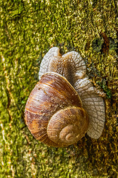 The snail climbs up the tree