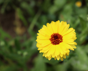 Common marigold is a common name for several plants in the Asteraceae family cultivated as ornamentals for their large, generally orange blossoms.Blurred background.