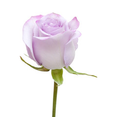 single rose flower