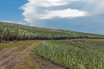 Fototapeta na wymiar Empty Dirt Track Through Trees and Sugar Cane Plantations