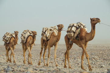 Camels caravan with blocks of salt of the Danakil Depression. Ethiopian salt trade maintains...