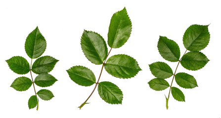 fresh leaves of wild rose, the ingredients for the broth