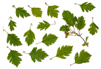 Green leaves of hawthorn, hawthorn peritonektomie, compound leaf