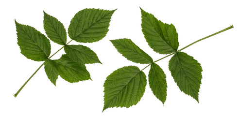 Green leaves of raspberry, garden raspberry, complex pinnate leaf