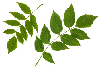 Naklejka na ściany i meble The green leaves of the ash, common ash, pinnate ñomplex leaf