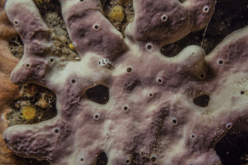 purple white sea sponge