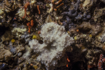 white marine sponge on the reef