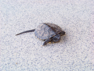 Tiny little baby turtle isolated on a grey tile