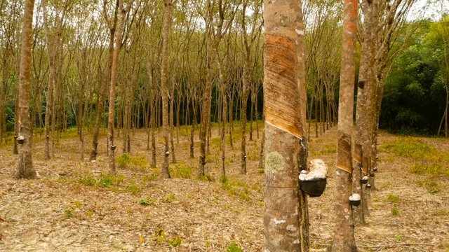 Plantation for the extraction of natural latex from rubber trees.