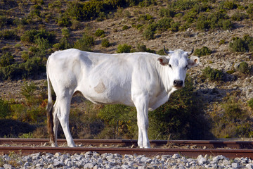 weißes Rind steht auf Bahngleisen / Sardinien