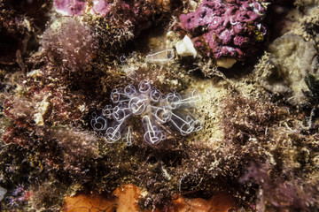 polyps, sponges and algae in the marine reef
