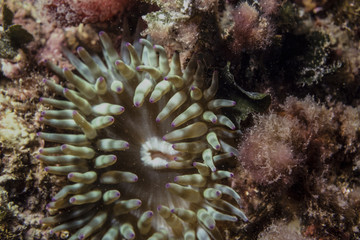 Naklejka na ściany i meble polyps, sponges and algae in the marine reef