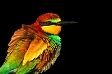 Spring colored bird isolated on black background