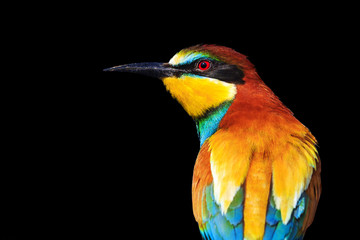 European bee-eater isolated on a black background
