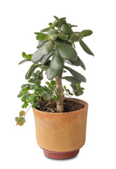 jade plant, friendship tree, lucky plant, money tree in a pot on a white background, isolated