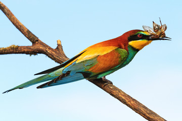 European bee-eater with a beetle in its beak