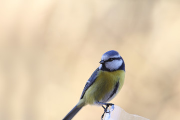 blue tit on blurred brown background